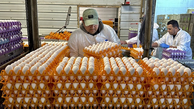 Cúm gia cầm được phát hiện tại nhà máy sản xuất trứng gà lớn nhất nước Mỹ